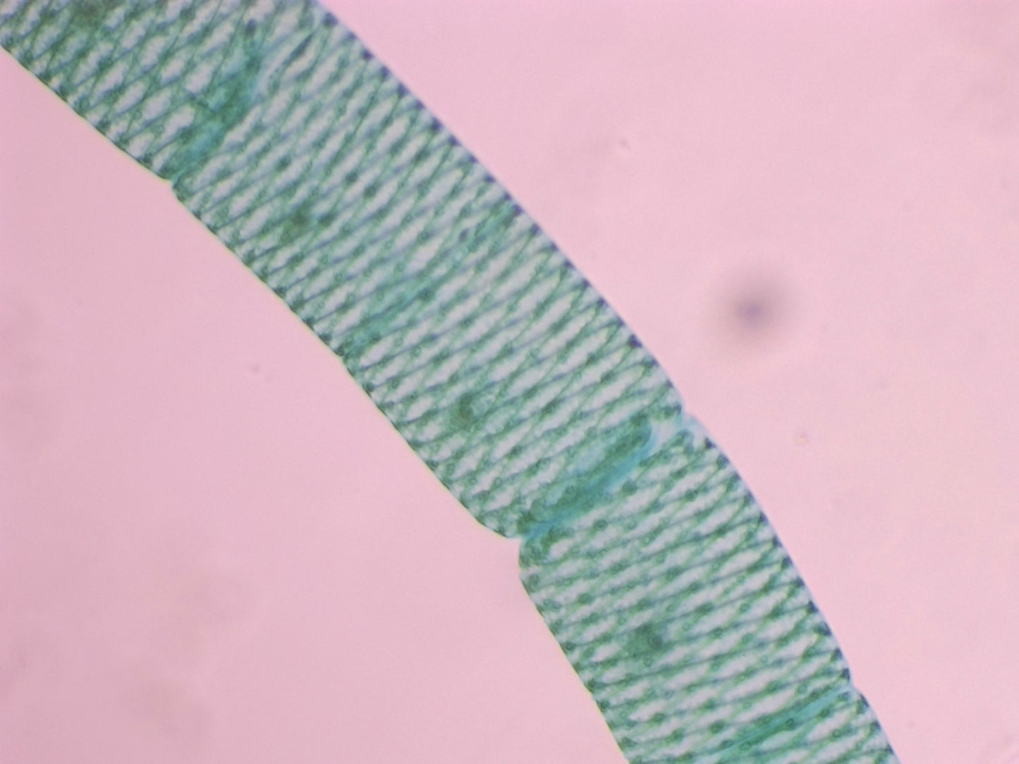 K–12 Prepared Microscope Slide Kits